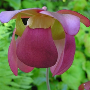 Sarracenia purpurea subsp. purpurea