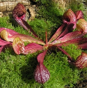 Sarracenia psittacina var. psittacina - Typical form