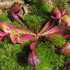 Sarracenia psittacina var. psittacina - Typical form