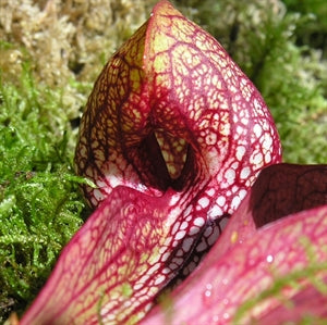 Sarracenia psittacina var. psittacina - Typical form