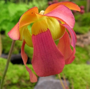 Sarracenia x cv. 'Joyce Cooper'