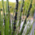 Drosophyllum lusitanicum - ‘The Portuguese Dewy Pine’