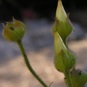 Drosophyllum lusitanicum - ‘The Portuguese Dewy Pine’