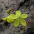 Drosera moorei