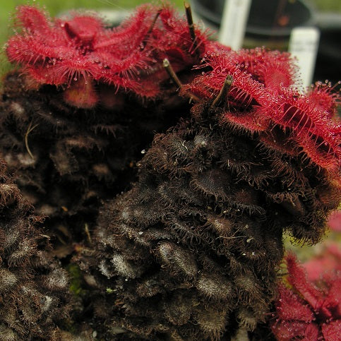 Drosera slackii - South Africa