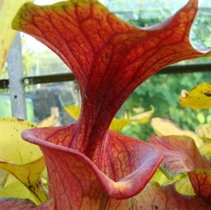 Sarracenia flava var atropurpurea - Blackwater, Florida