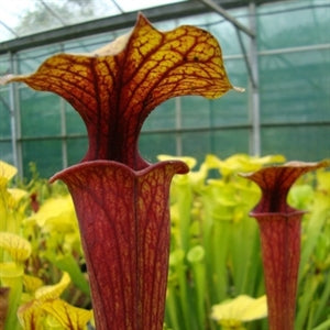 Sarracenia flava var ornata - Wewahitchka, Gulf Co., Florida