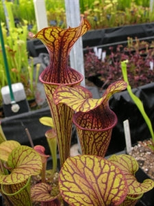 Sarracenia oreophila var. ornata - Sand Mountain, Georgia