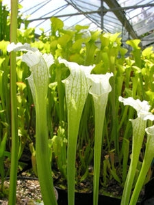 Sarracenia leucophylla var. alba - Baldwin Co., Alabama