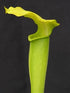 Sarracenia alata f. viridescens - Washington Co., AL