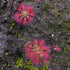 Drosera nitidula