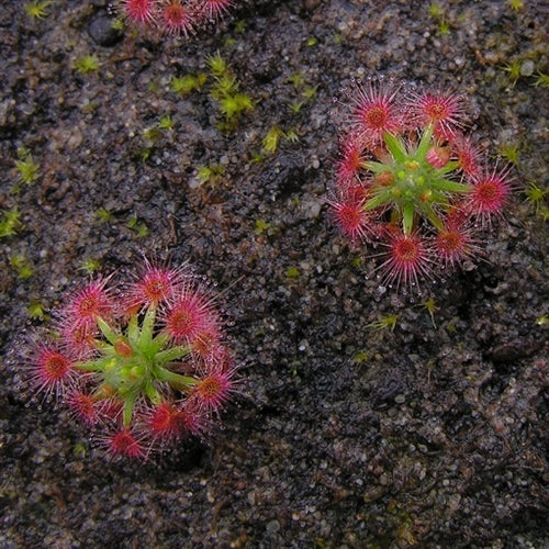 Drosera palacea