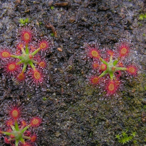 Drosera roseana