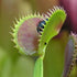 Dionaea muscipula - Dentate