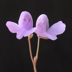 Utricularia nephrophylla - Brazil