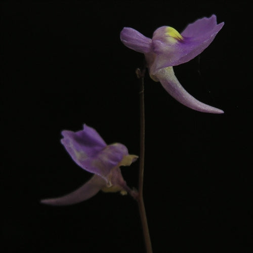 Utricularia sp. Kerala - India