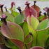 Heliamphora nutans hybrid- Unknown Origin HXX-8