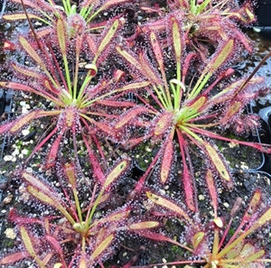 Drosera capensis aff. capensis - Mini Rosette, South Africa