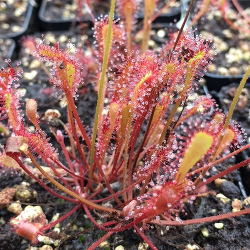 Drosera nidiformis - South Africa