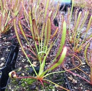 Drosera capensis - Vogelgat Nature Reserve, South Africa