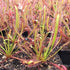 Drosera capensis - Matroosberg, Hex River Mountains, South Africa