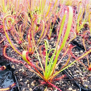 Drosera capensis - Bot River, Western Cape, South Africa