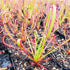 Drosera capensis - Bot River, Western Cape, South Africa