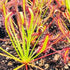 Drosera capensis - Theewaterskloof Dam, Nr. Villiersdorp, W. Cape, South Africa