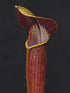 Sarracenia alata var. rubrioperculata - Interstate 16/12, DeSoto, Stone Co., Mississippi