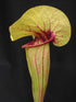 Sarracenia x exornata 'Peaches & Cream'