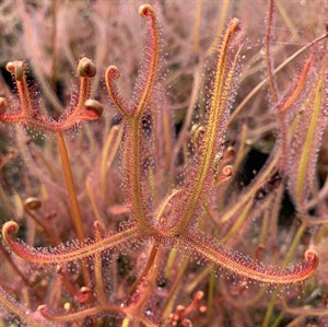 Drosera binata var. dichotoma - Australia DBI-3