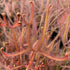 Drosera binata var. dichotoma - Australia DBI-3