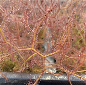 Drosera binata var. multifida - Australia DBI-4