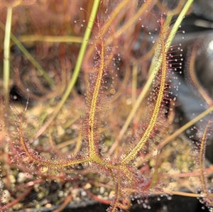 Drosera binata - Blackheath, Blue Mountains, New South Wales, Australia DBI-10