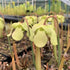 Sarracenia rubra var. wherryi - Yellow Flower, Deer Park, Washington Co., Alabama