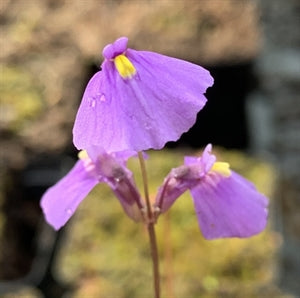 Utricularia dichotoma - Australia & New Zealand