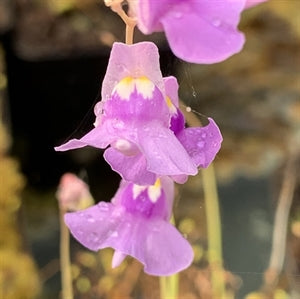 Utricularia tricolor - Brazil