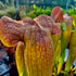 Sarracenia cv. ‘Norman Parker’