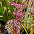 Sarracenia leucophylla var. leucophylla - Pink Lip, Franklin County, Florida