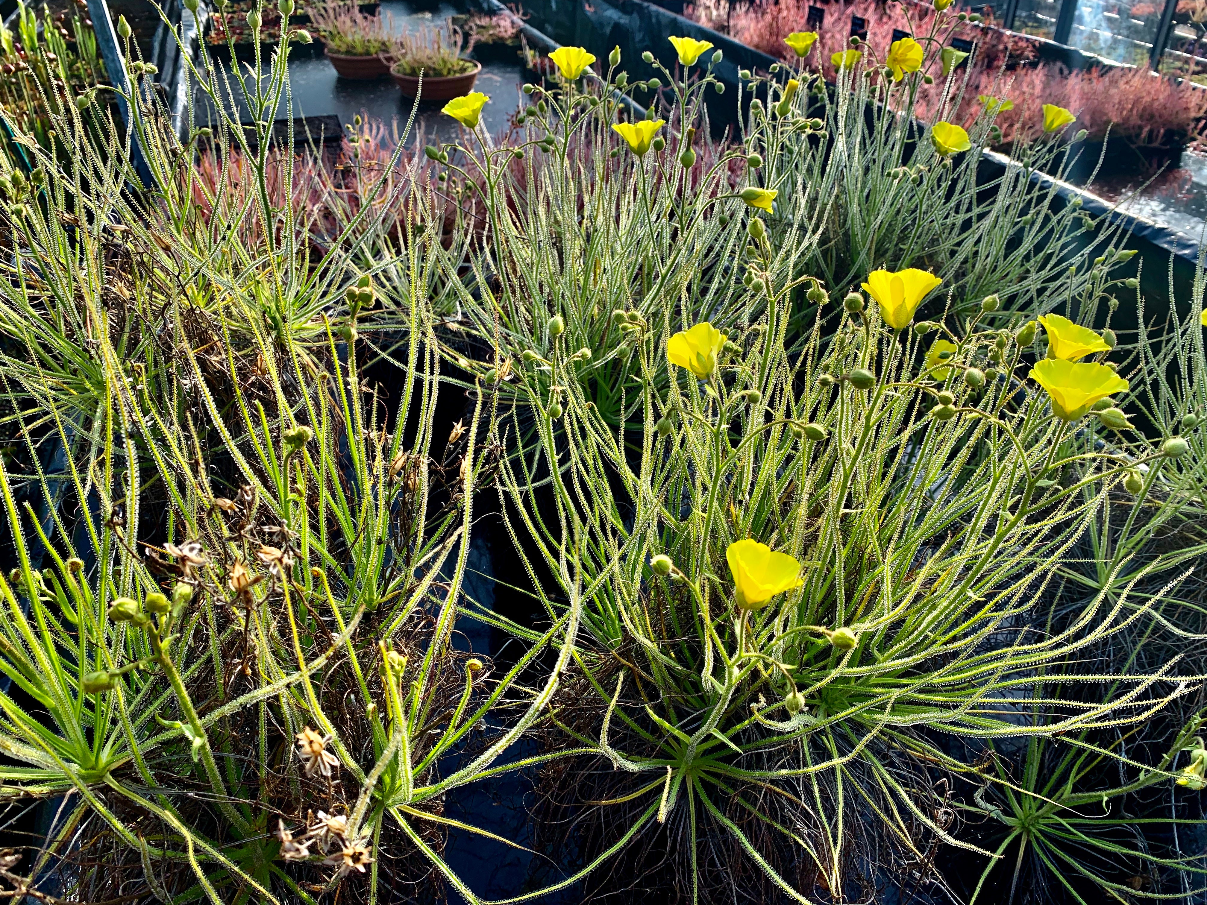 Drosophyllum lusitanicum - ‘The Portuguese Dewy Pine’