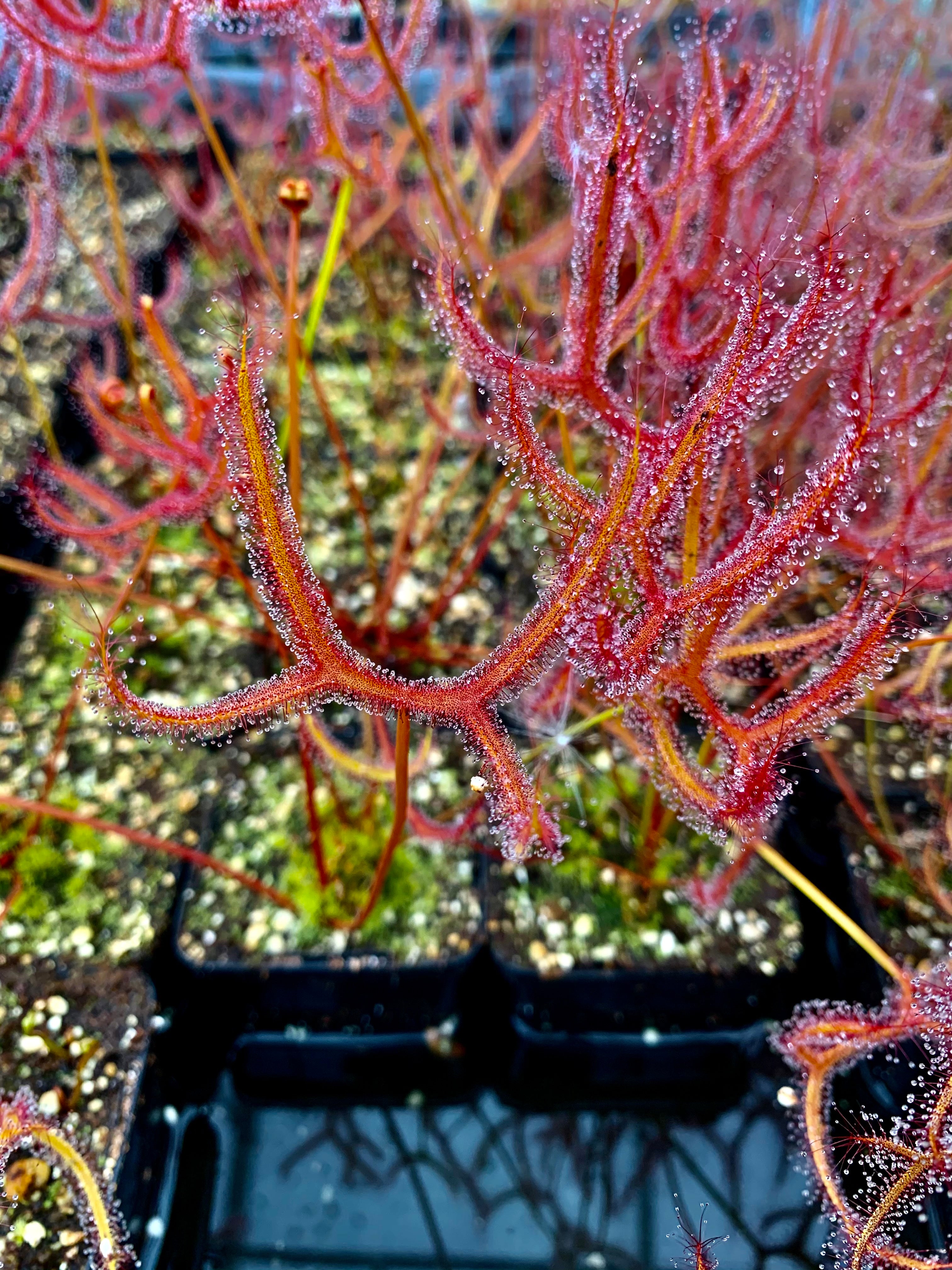 Drosera binata var. dichotoma - Kiama, NSW DBI-20