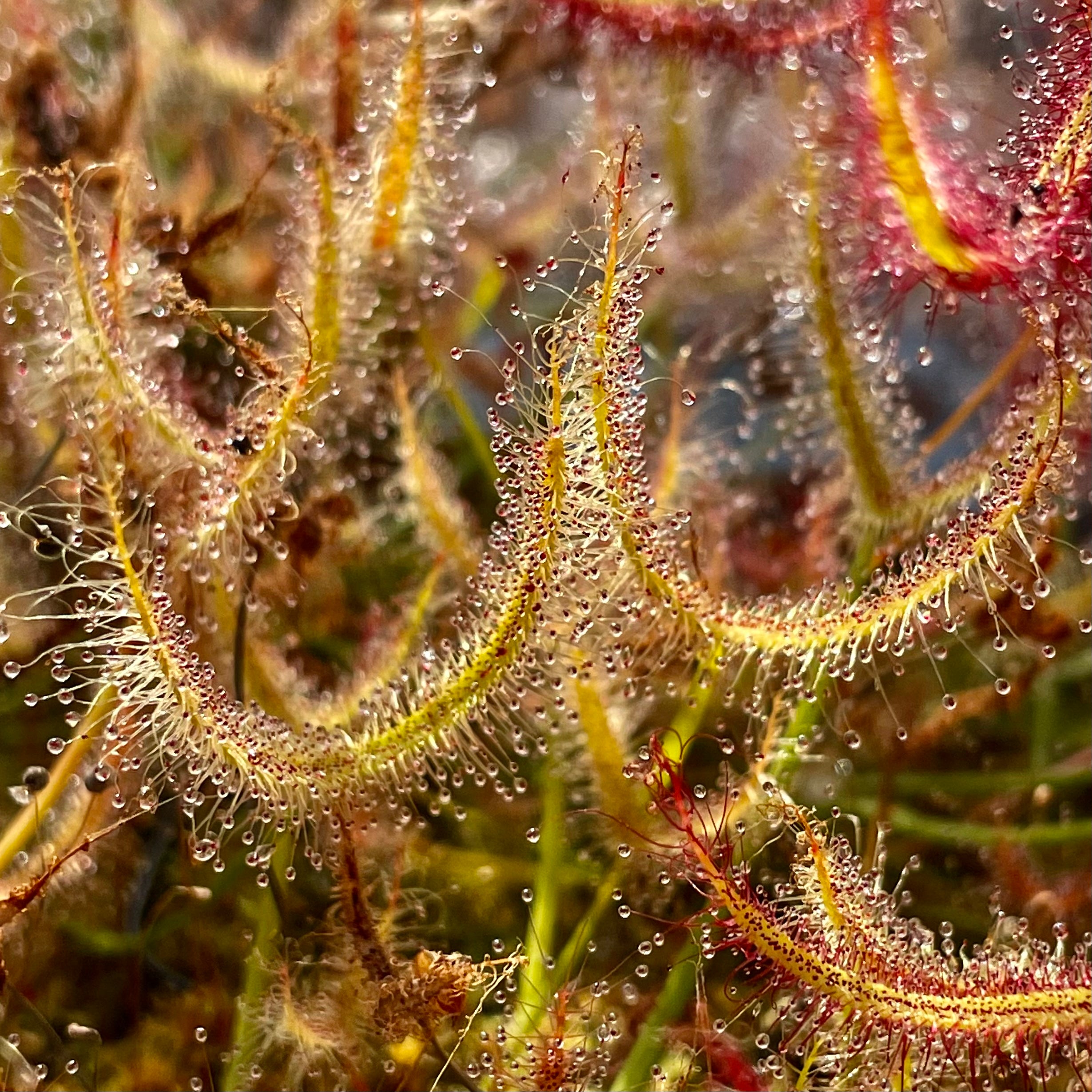 Drosera binata - Green Form, Grampians, VIC DBI-14