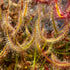 Drosera binata - Green Form, Grampians, VIC DBI-14