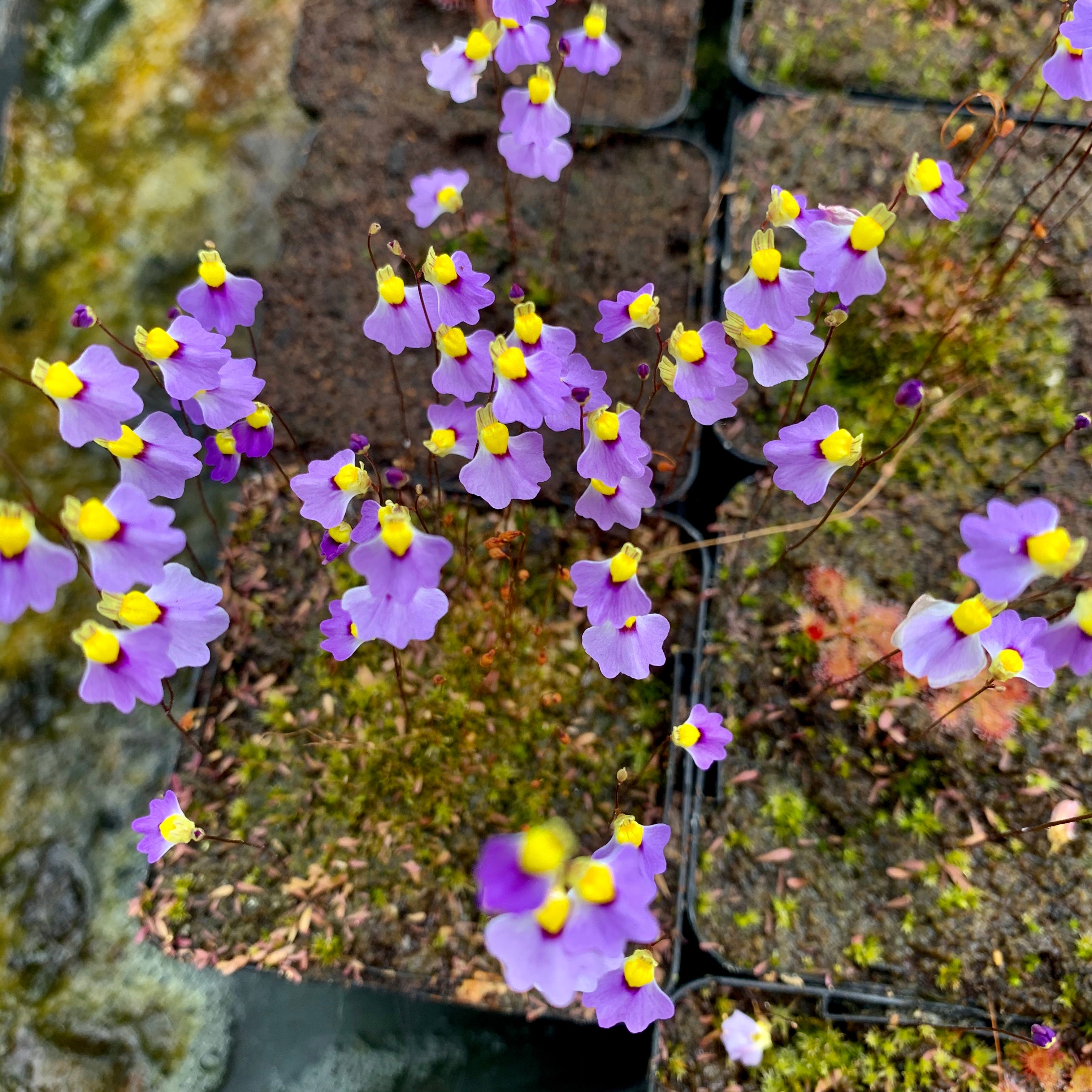 Utricularia bisquamata cv. ‘Betty’s Bay’ - South Africa