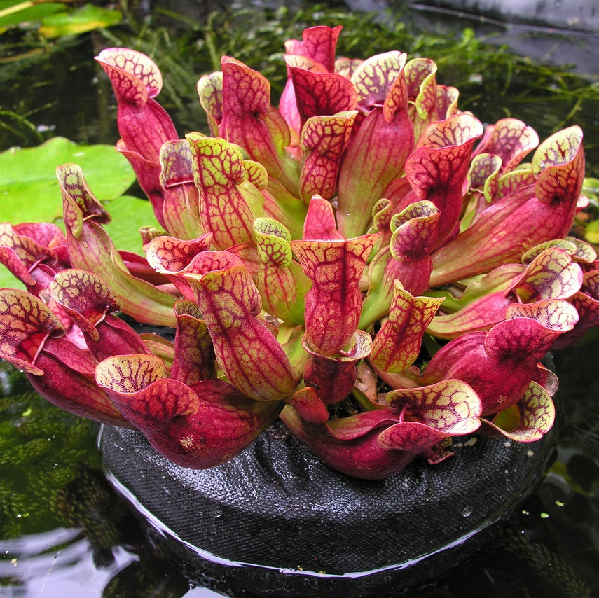 Sarracenia purpurea subsp. purpurea