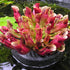 Sarracenia purpurea subsp. purpurea