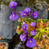 Utricularia dichotoma - Tasmania