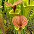 Sarracenia flava var. cuprea