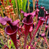 Sarracenia flava var. atropurpurea - Wavy Lid