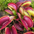 Dionaea muscipula - 'Australian Red Rosette'